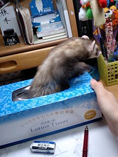 ɂ傫